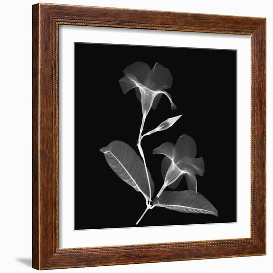 Mandelilla Shadow 2-Albert Koetsier-Framed Premium Giclee Print