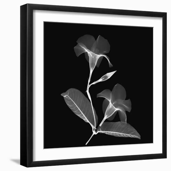 Mandelilla Shadow 2-Albert Koetsier-Framed Premium Giclee Print