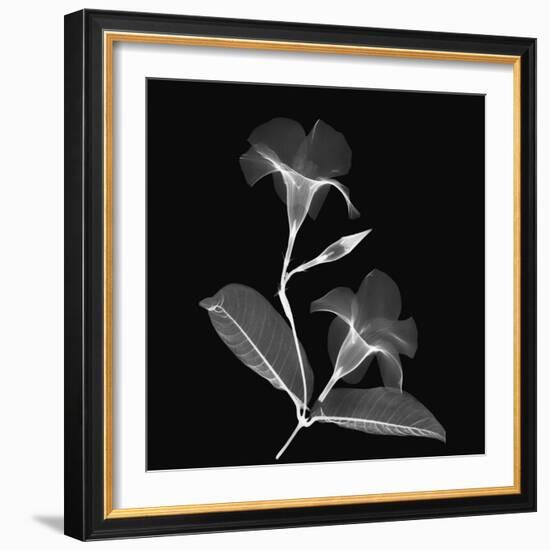 Mandelilla Shadow 2-Albert Koetsier-Framed Premium Giclee Print