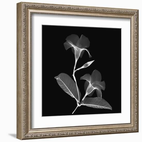 Mandelilla Shadow 2-Albert Koetsier-Framed Art Print