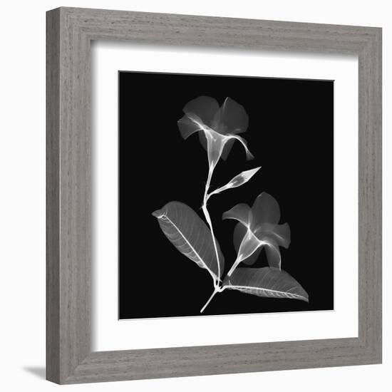 Mandelilla Shadow 2-Albert Koetsier-Framed Art Print