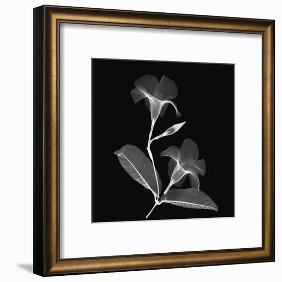 Mandelilla Shadow 2-Albert Koetsier-Framed Art Print