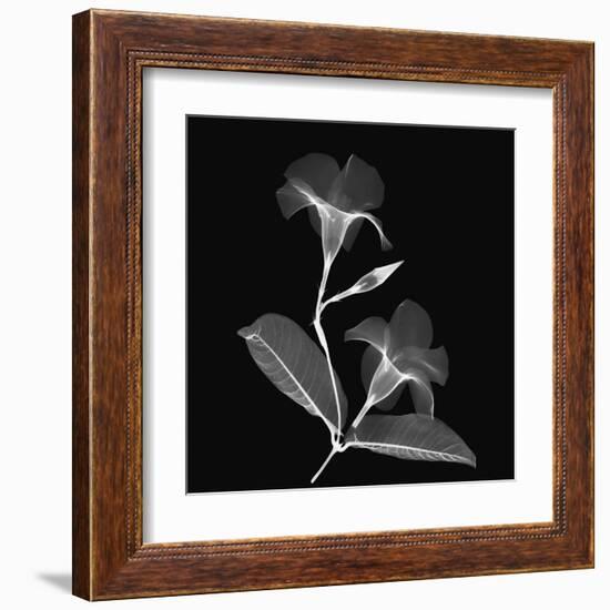 Mandelilla Shadow 2-Albert Koetsier-Framed Art Print