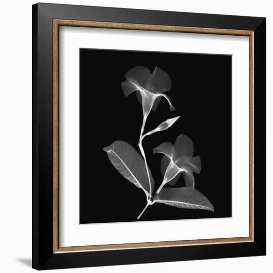 Mandelilla Shadow 2-Albert Koetsier-Framed Art Print