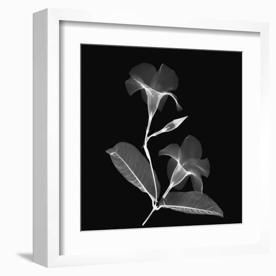 Mandelilla Shadow 2-Albert Koetsier-Framed Art Print