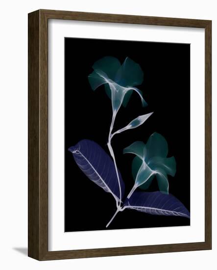 Mandelilla Whispers-Albert Koetsier-Framed Art Print