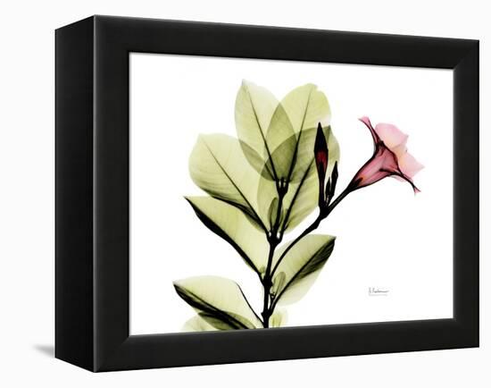 Mandellia L265-Albert Koetsier-Framed Premier Image Canvas