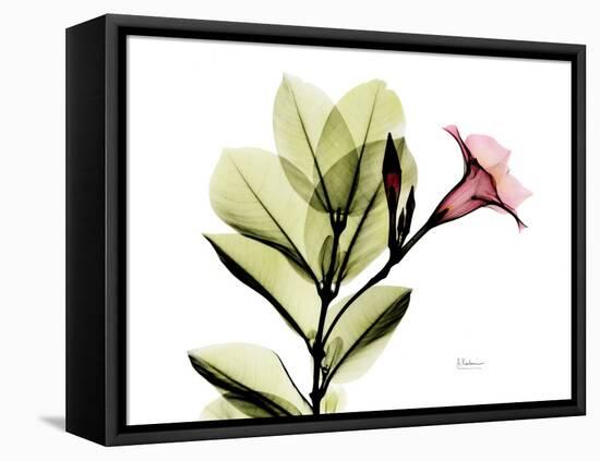 Mandellia L265-Albert Koetsier-Framed Premier Image Canvas