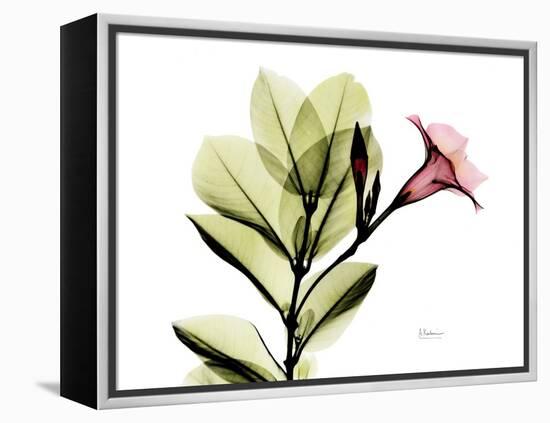 Mandellia L265-Albert Koetsier-Framed Premier Image Canvas