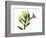 Mandellia L265-Albert Koetsier-Framed Photographic Print