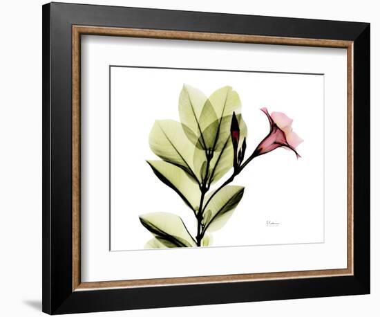 Mandellia L265-Albert Koetsier-Framed Photographic Print