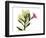 Mandellia L265-Albert Koetsier-Framed Photographic Print