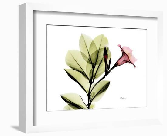 Mandellia L265-Albert Koetsier-Framed Photographic Print
