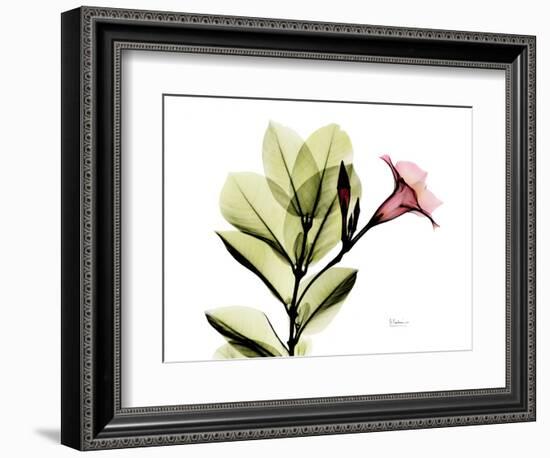 Mandellia L265-Albert Koetsier-Framed Photographic Print