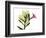 Mandellia L265-Albert Koetsier-Framed Photographic Print