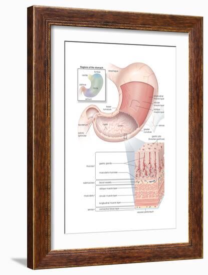 Mandible - Anterolateral Superior View. Skeletal System, Human Anatomy-Encyclopaedia Britannica-Framed Art Print