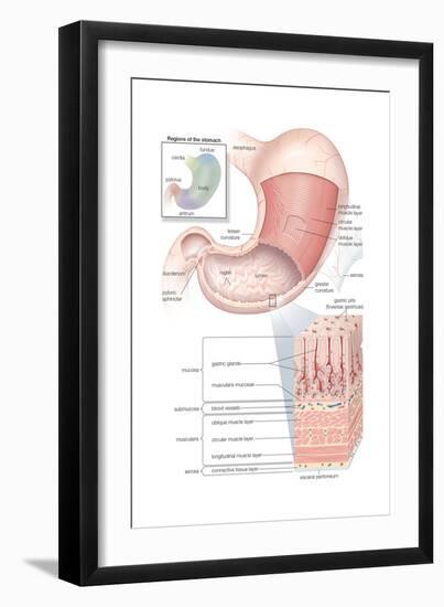 Mandible - Anterolateral Superior View. Skeletal System, Human Anatomy-Encyclopaedia Britannica-Framed Art Print