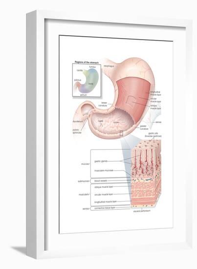 Mandible - Anterolateral Superior View. Skeletal System, Human Anatomy-Encyclopaedia Britannica-Framed Art Print