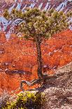 Pinyon Pine Tree Bryce Canyon National Park-mandj98-Photographic Print