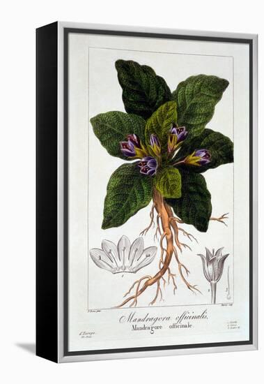 Mandragora Officinarum, 1836-Pancrace Bessa-Framed Premier Image Canvas