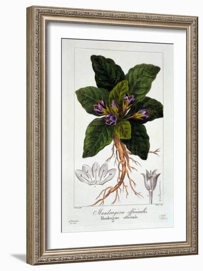 Mandragora Officinarum, 1836-Pancrace Bessa-Framed Giclee Print