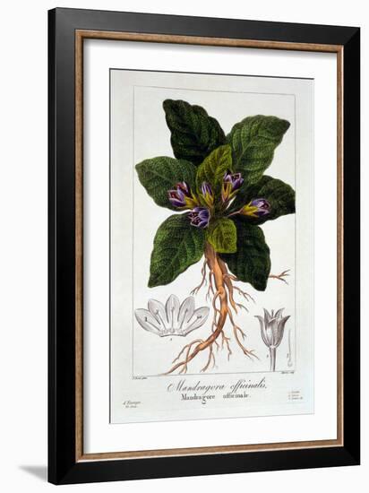 Mandragora Officinarum, 1836-Pancrace Bessa-Framed Giclee Print