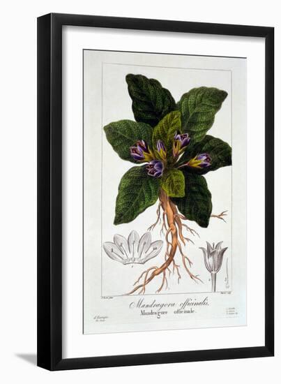 Mandragora Officinarum, 1836-Pancrace Bessa-Framed Giclee Print