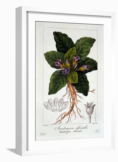 Mandragora Officinarum, 1836-Pancrace Bessa-Framed Giclee Print