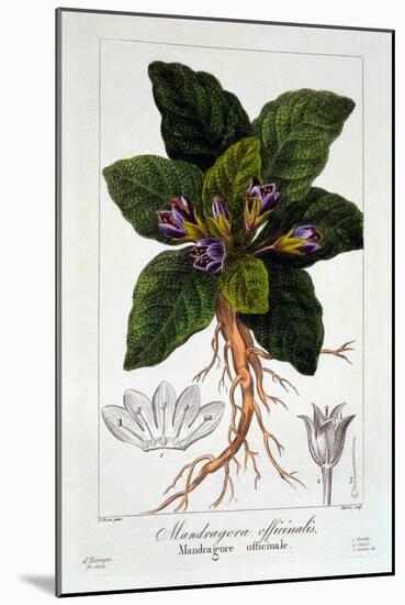 Mandragora Officinarum, 1836-Pancrace Bessa-Mounted Giclee Print