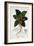 Mandragora Officinarum, 1836-Pancrace Bessa-Framed Giclee Print