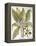 Mandrake And Buttercup-Besler Basilius-Framed Premier Image Canvas