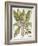 Mandrake And Buttercup-Besler Basilius-Framed Giclee Print