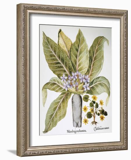 Mandrake And Buttercup-Besler Basilius-Framed Giclee Print