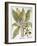 Mandrake And Buttercup-Besler Basilius-Framed Giclee Print