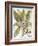 Mandrake And Buttercup-Besler Basilius-Framed Giclee Print