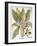 Mandrake And Buttercup-Besler Basilius-Framed Giclee Print