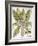 Mandrake And Buttercup-Besler Basilius-Framed Giclee Print