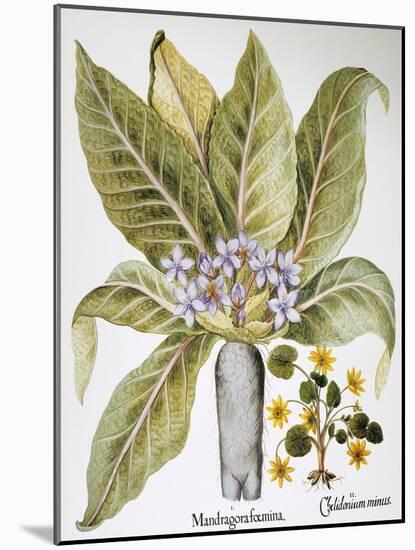 Mandrake And Buttercup-Besler Basilius-Mounted Giclee Print