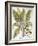 Mandrake And Buttercup-Besler Basilius-Framed Giclee Print