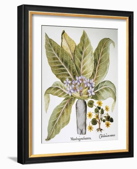 Mandrake And Buttercup-Besler Basilius-Framed Giclee Print