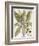 Mandrake And Buttercup-Besler Basilius-Framed Giclee Print