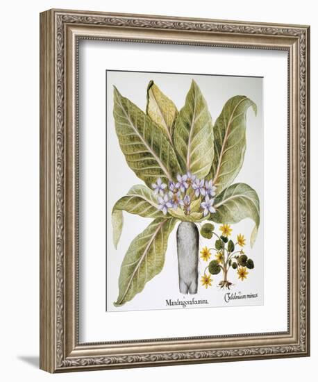 Mandrake And Buttercup-Besler Basilius-Framed Giclee Print