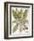 Mandrake And Buttercup-Besler Basilius-Framed Giclee Print