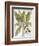 Mandrake And Buttercup-Besler Basilius-Framed Giclee Print