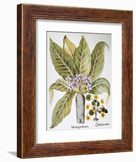 Mandrake And Buttercup-Besler Basilius-Framed Giclee Print