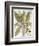 Mandrake And Buttercup-Besler Basilius-Framed Giclee Print