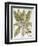 Mandrake And Buttercup-Besler Basilius-Framed Giclee Print