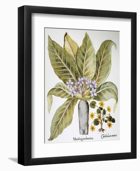 Mandrake And Buttercup-Besler Basilius-Framed Giclee Print