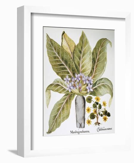 Mandrake And Buttercup-Besler Basilius-Framed Giclee Print