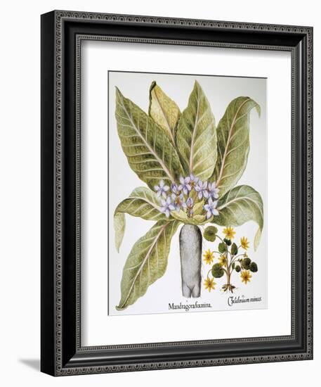 Mandrake And Buttercup-Besler Basilius-Framed Giclee Print